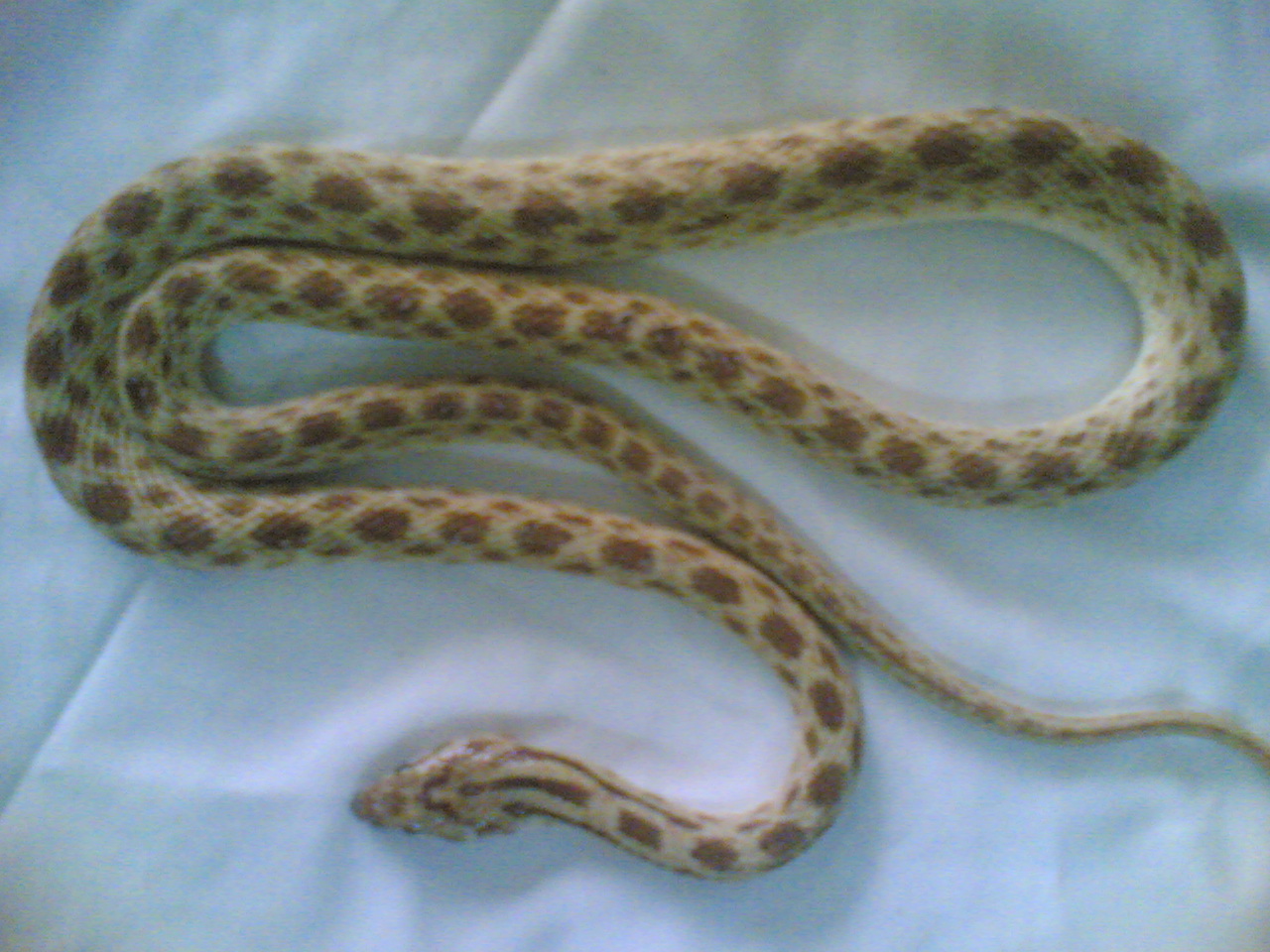 F�T� ~(409).jpg [390 Kb]